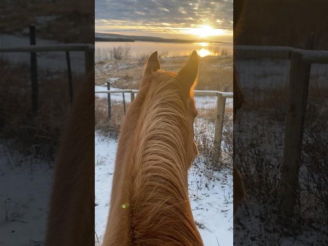 Therapy️‍🩹 #horse #sunset #freeriding #trending #edit #fyp #pony #equestrian #libertyhorse