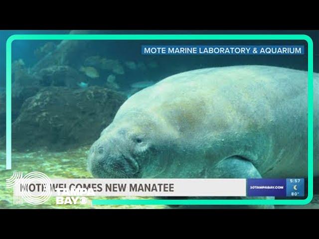 Mote introducing resident Florida manatee 'Buffett' to other rescued manatee