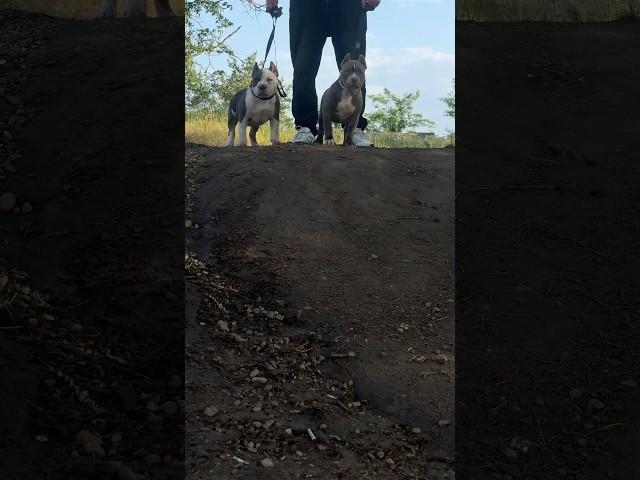 Красотки ищут дом -89182724446 ватспп, совсем забываю показывать ‍️ ️#americanbully