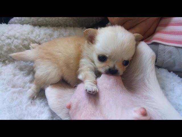 Teeny Tiny Chihuahua pup nursing - See Playlist