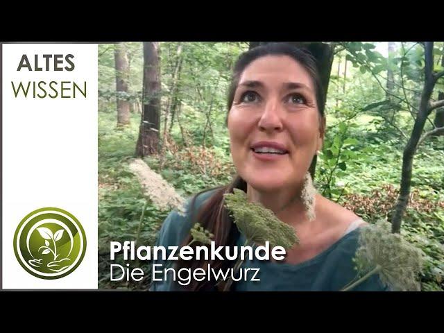 Die Wald Engelwurz und wie sie uns in Zeiten wie diesen helfen kann