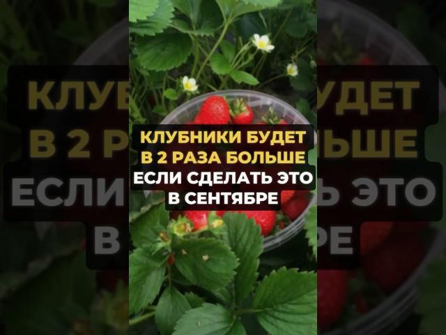 КЛУБНИКА БУДЕТ В 2 раза больше #дача #огород #рецепт #сад