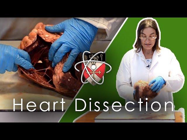 Ox Heart Dissection (GCSE & A-level Biology)