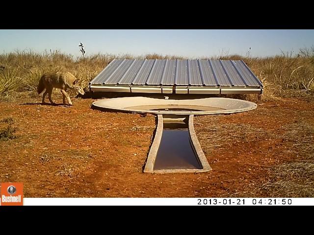 Coyotes and Quail