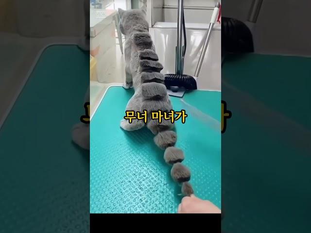 공룡 #고양이 #귀여워 #냥스타그램
