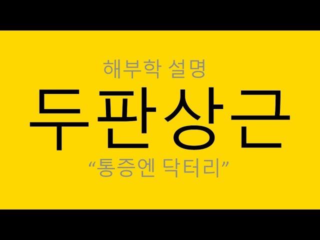 (해부학) 머리,목,어깨 - 두판상근(Splenius capitis)