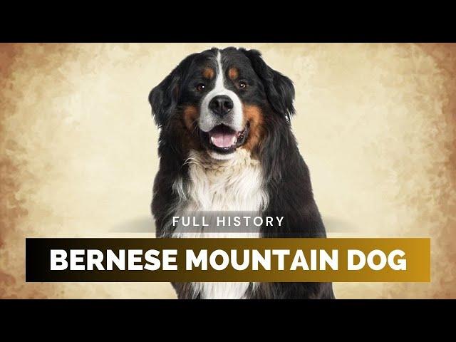 Bernese Mountain Dog - Full History