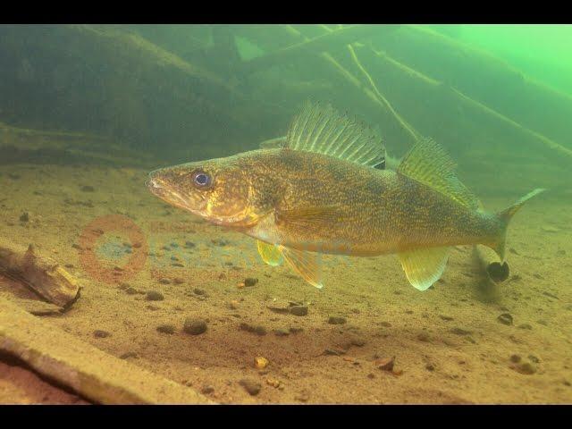 Walleye Underwater #2-Engbretson Underwater Photography