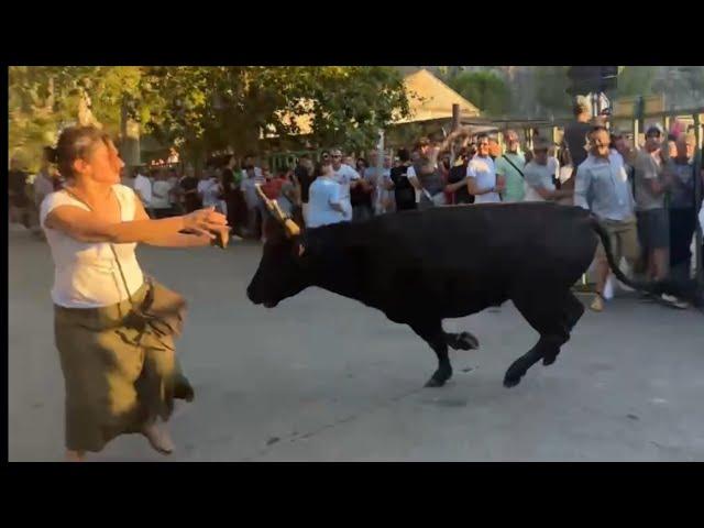 Encierro 100 taureaux ️BEAUCAIRE 26.07.2024 