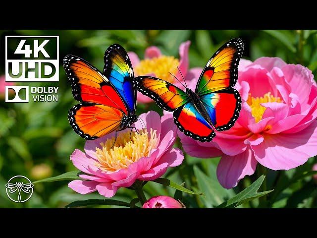 Symphony of Insects - 4K Butterfly Wings and Calm Melodies, Soothing Music