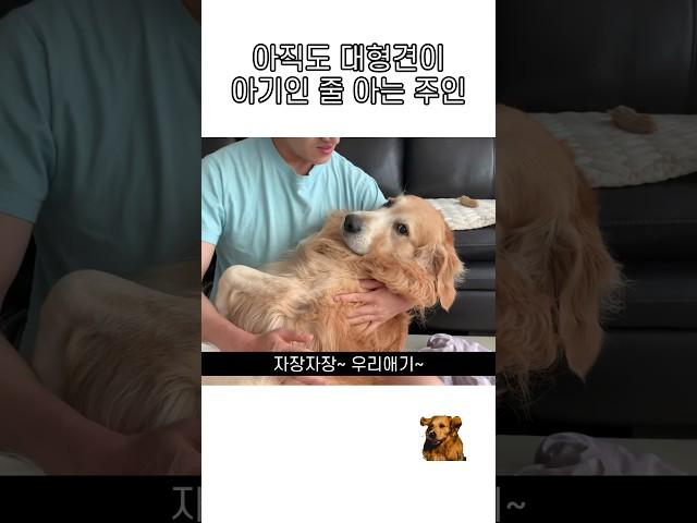 아직도 대형견이 아기인 줄 아는 주인 ㅋㅋㅋ #shots