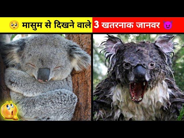 Top 3 Dangerous Animals In The World  || Fact Verse Official || #shorts #animal