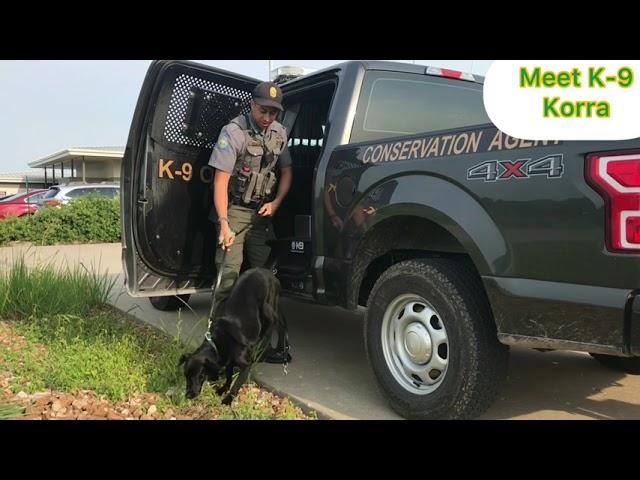 K9 Korra Demonstration - Article Search