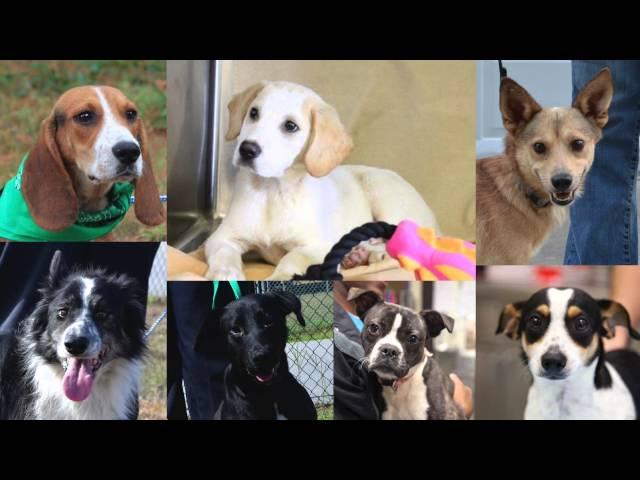 Lucky Dog Animal Rescue Had 1176 Adoptions in 2015!