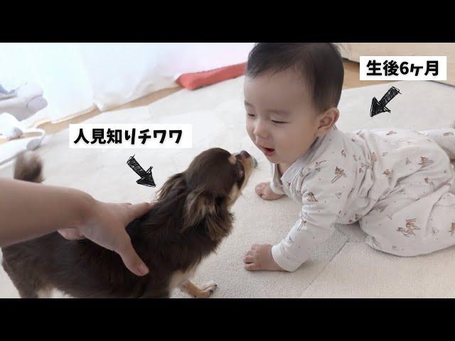 【初対面】チワワと実の姉の赤ちゃんが仲良くなるシーンが感動的過ぎた...