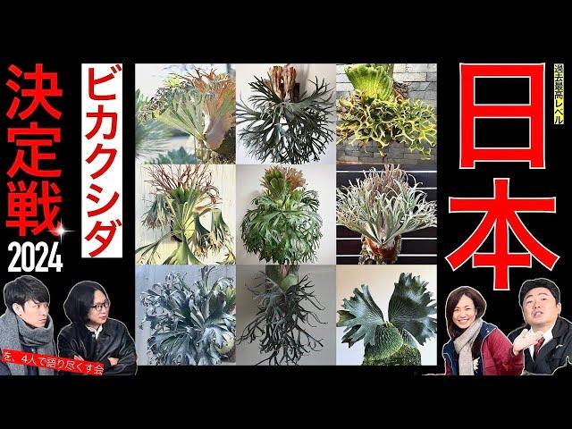 【Japan】2024 Staghornfern photo contest 3rd【1st to 10th place】