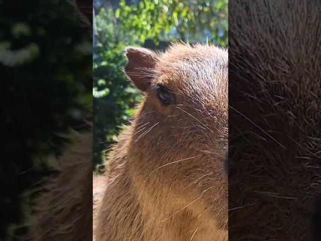 Crappy Barbara | Sedgwick County Zoo
