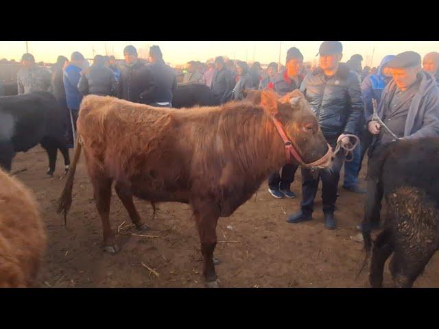 БОКИЛАДИГАН ХУКИЗЛАР ЯНГИ НАРХЛАРИ ХОРАЗМ БОГОТ МОЛ БОЗОРИ БУГУН ЖУДА КУП МОЛ ТУШУБДИ 12 МАРТ 2025 Г