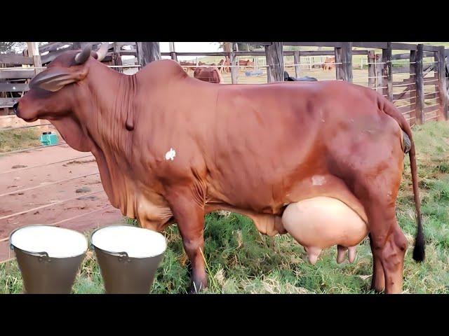 50 Kg Milking Biggest Udder Red Sindhi Cow || Brazilian Red Sindhi Cow || Best Desi Cow For Dairy