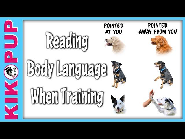 How to Read Your Dog's Body Language When Training