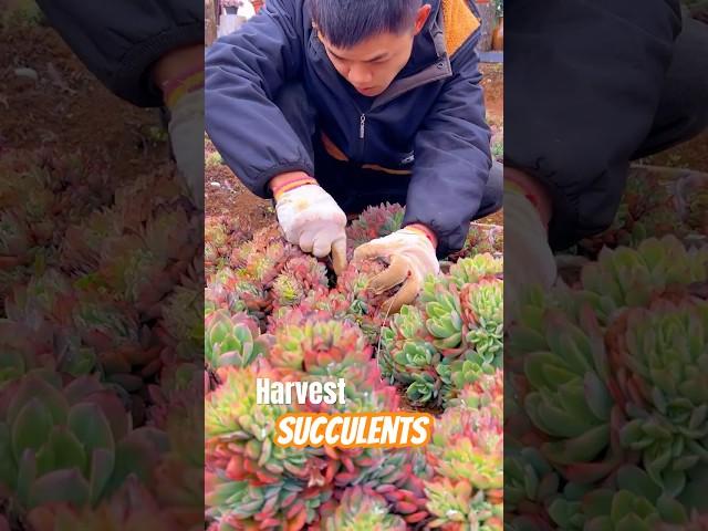How to Harvest Succulents (Like a PRO!)