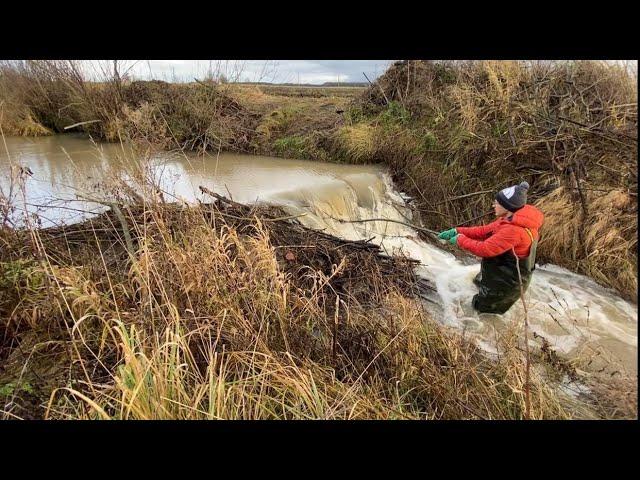 The Deadly Beaver Dam. Lucky It Not Collapsed!