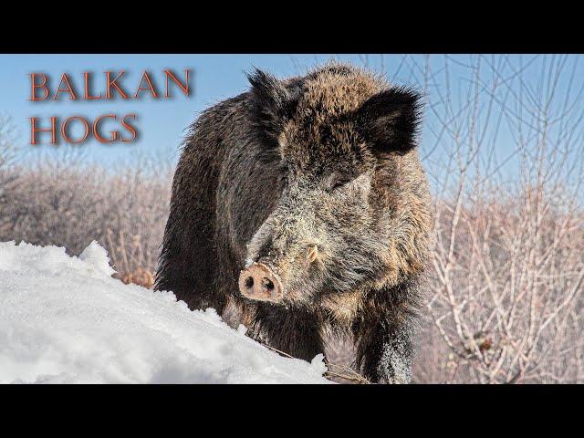 Balkan wild boar driven hunt during the winter in Bulgaria - BH 30 - big tuskcer hogs down