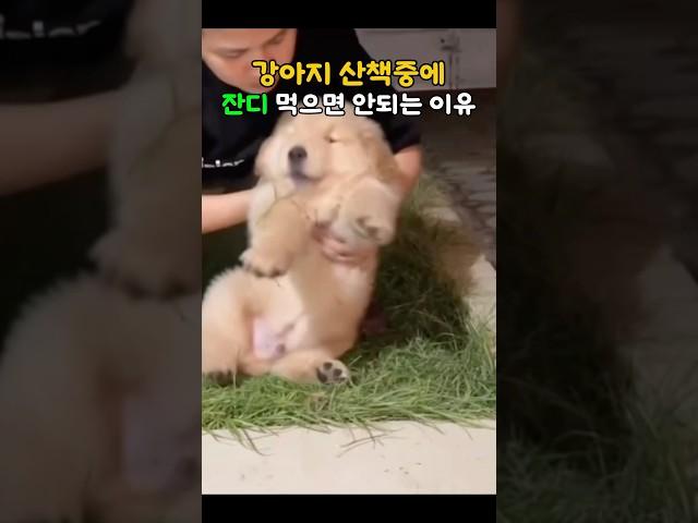 강아지 산책중에 잔디 먹으면 안되는 이유 #골댕이 #아기리트리버 #인절미