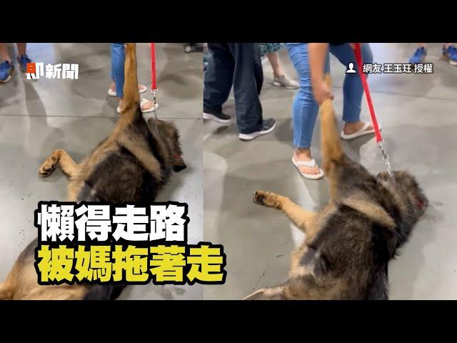 高加索犬懶得逛寵物展　到處找床躺、被媽拖著走XD｜寵物｜狗｜大型犬｜精選影片