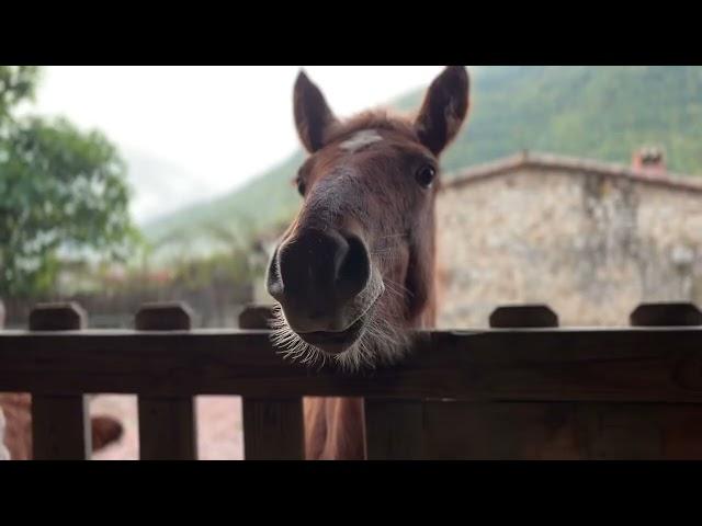 Amanece en Fundación Santuario Gaia y comenzamos con los desayunos