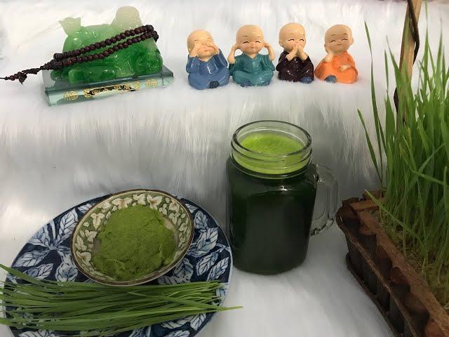 CHẾ BIẾN NƯỚC ÉP CỎ LÚA MÌ BẰNG MÁY XAY SINH TỐ