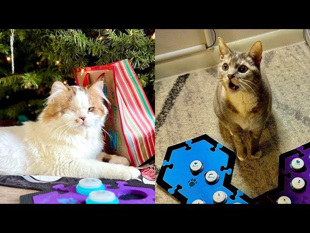 Modeling “Play” Using Augmentative Interspecies Communication (AIC) Buttons | Not Mad Just Moody