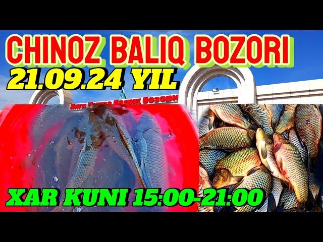 CHINOZ BALIQ BOZORIDA SAZAN BALIGʻINING BUGUNGI NARXLARI 