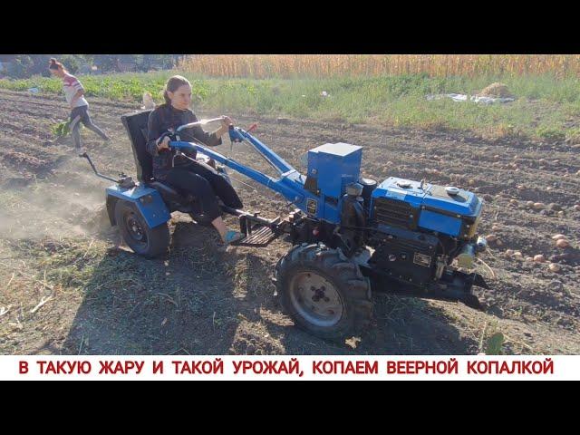 МЫ НЕ ОЖИДАЛИ ТАКОГО УРОЖАЯ,КОПАЮ КАРТОФЕЛЬ У СЕСТРЫ, ВЕЕРНАЯ КОПАЛКА/ POTATO HARVESTING SEASON 2024