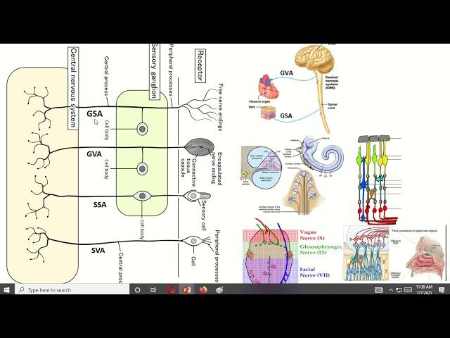 7 Functional Components of  Cranial Nerves I Neuroanatomy I PNS