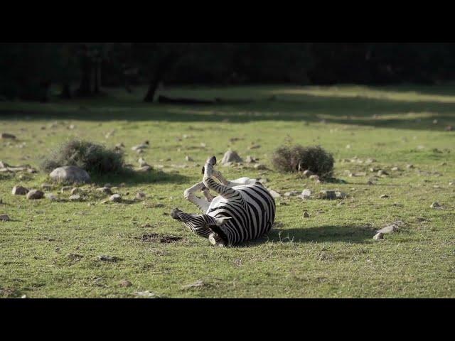 The plains zebra