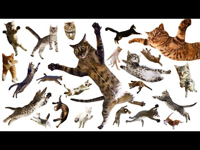 Funny Cats Jumping Compilation