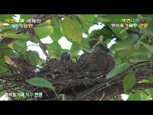 멧비둘기 육추현황 5편_새끼2마리가 어미오기를 기다리며 입만 쩝쩝_물새공원_촬영편집 영상감독 이상웅