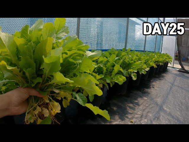 미니하우스 안에 화분 열무 수확 2024(NO비료,NO농약)ㅣHarvesting Young Summer Radish in a pot(No fertilizers,pesticides)