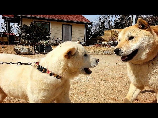 A dog couple's sweet honeymoon love play