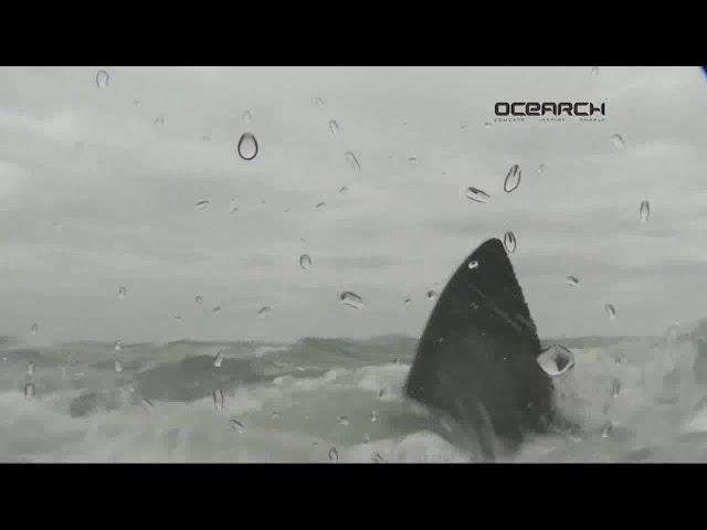 Tracking sharks with OCEARCH