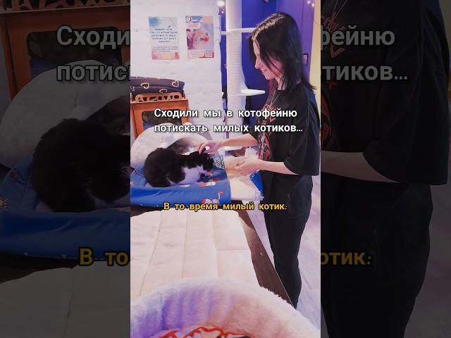 Я же ЛЮБЛЮ котиков!! Что не так?#котокафе #котики #приколы #рек