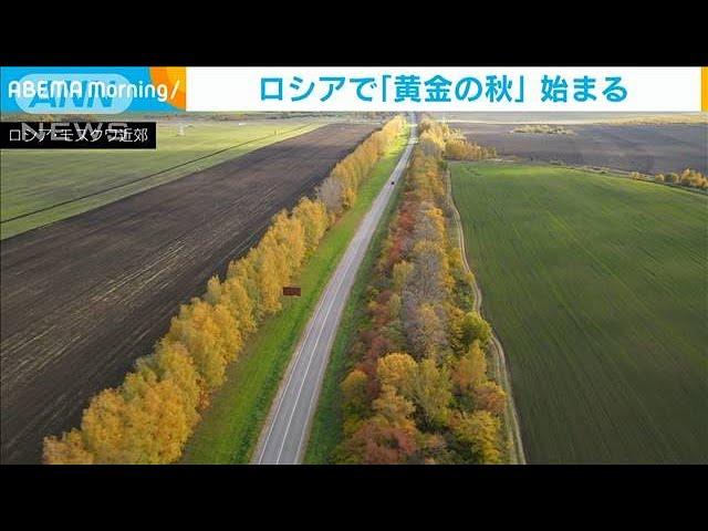 「黄金の秋」ロシア・モスクワ近郊で紅葉が見ごろ(2021年10月7日)