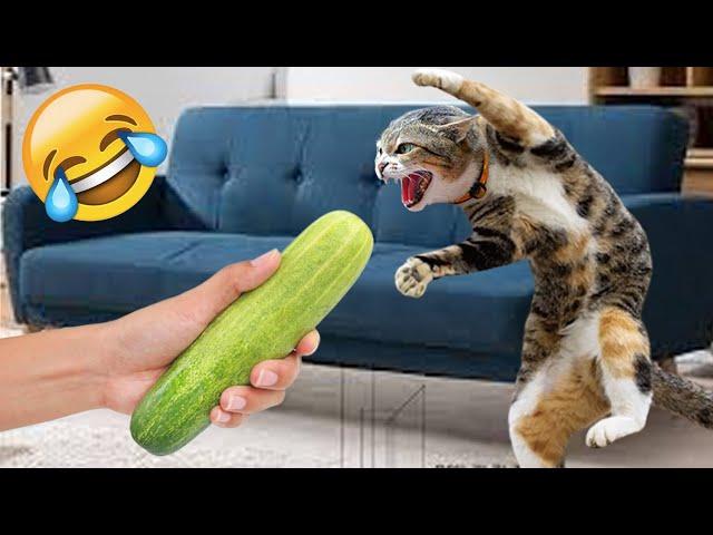 Funniest Cats | Don't try to hold back Laughter | Cutest Lands Part 83