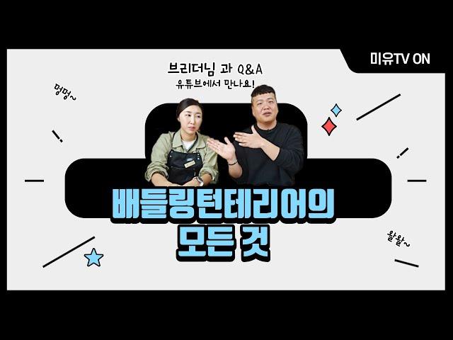 배들링턴테리어의 모든 것, 배들링턴테리어 견사(전문브리더), 소유애견미용학원원장이 알려주는 배들링턴테리어 미용법!