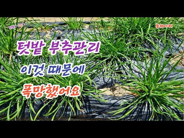 텃밭 부추 이렇게 키우면 폭망합니다 부추도 방재해야 하네요.If you don't control the garden chives, you give up the harvest