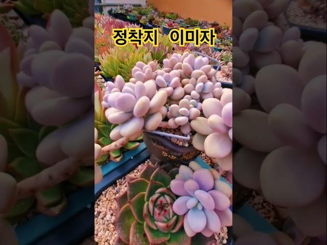 정착지  이미자