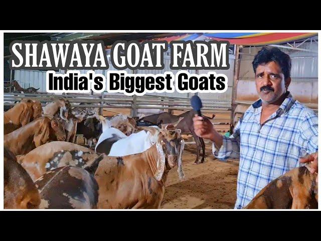 Shawaya Goat Farm 2021 Series Starting Soon | Get Ready For India's Biggest Goats