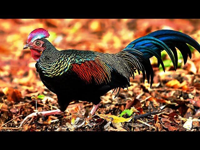 10 Most Beautiful Chickens In The World