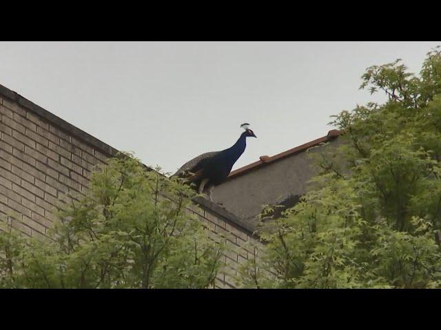 Escaped Peacock Returns to Bronx Zoo After NYC Sidewalk Attack | El Minuto (English)